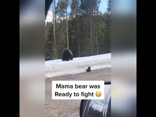 mother bear